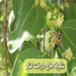 عسل کنـار اصـل 500 گرم | با عیار جهانی - Image 2