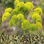 عسل رازیانه اعلاء یک کیلویی | انتخاب ویژه بانوان - Image 4